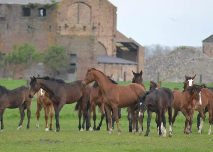 't Koolhof 3* Nieuwpoort